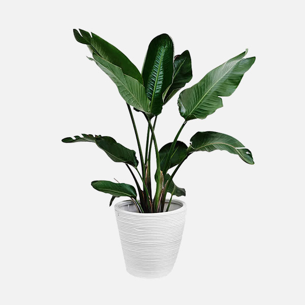 Golden Pothos - Image 3