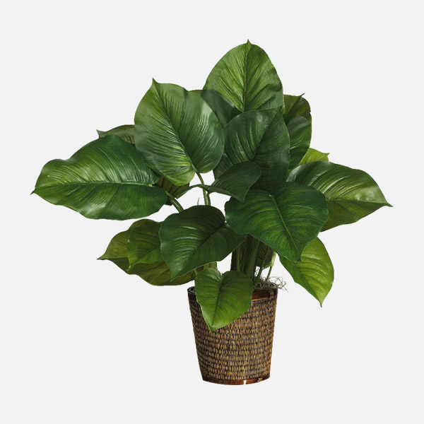 Golden Pothos